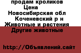 продам кроликов › Цена ­ 700 - Новосибирская обл., Коченевский р-н Животные и растения » Другие животные   